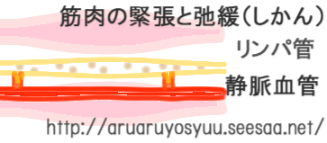 リンパ管と静脈 筋肉.jpg